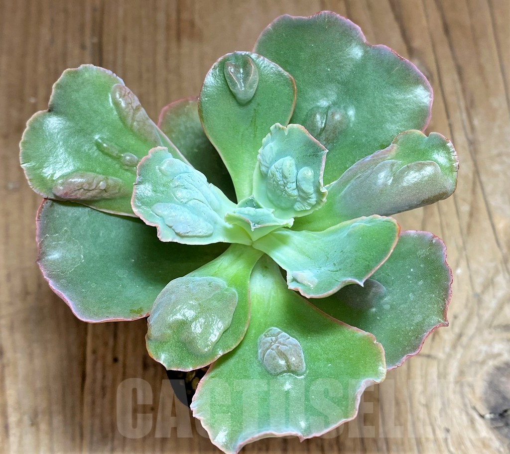 SHPR32101 Echeveria ‘Etna’