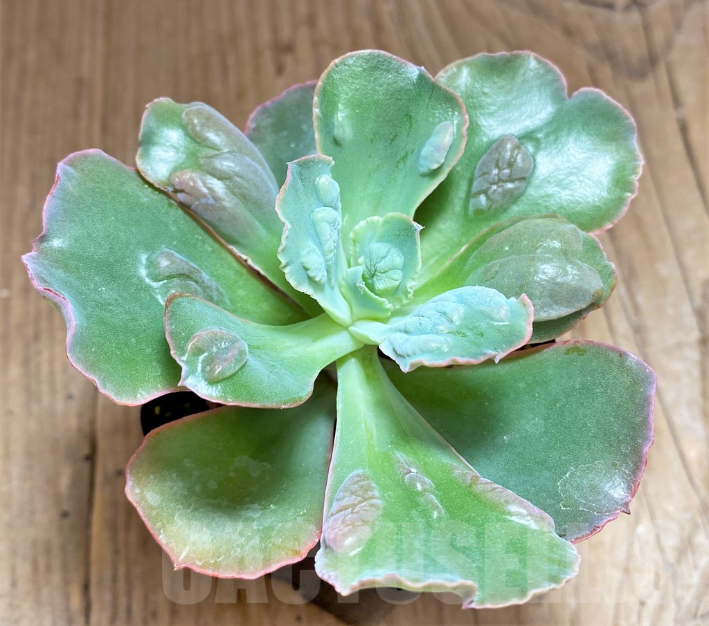 SHPR32101 Echeveria ‘Etna’ - Image 2