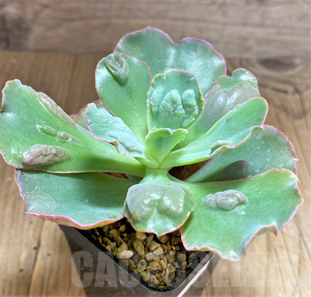 SHPR32101 Echeveria ‘Etna’ - Image 3