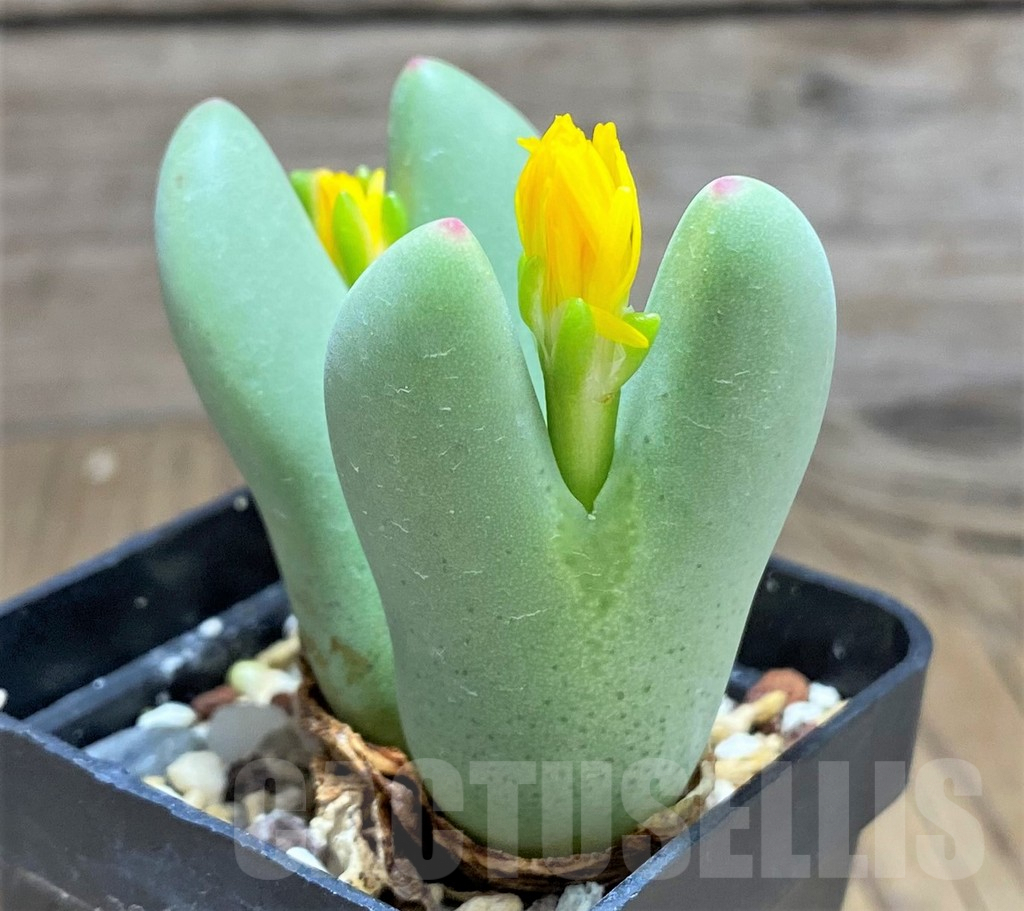 SHPR32102 Conophytum bilobum