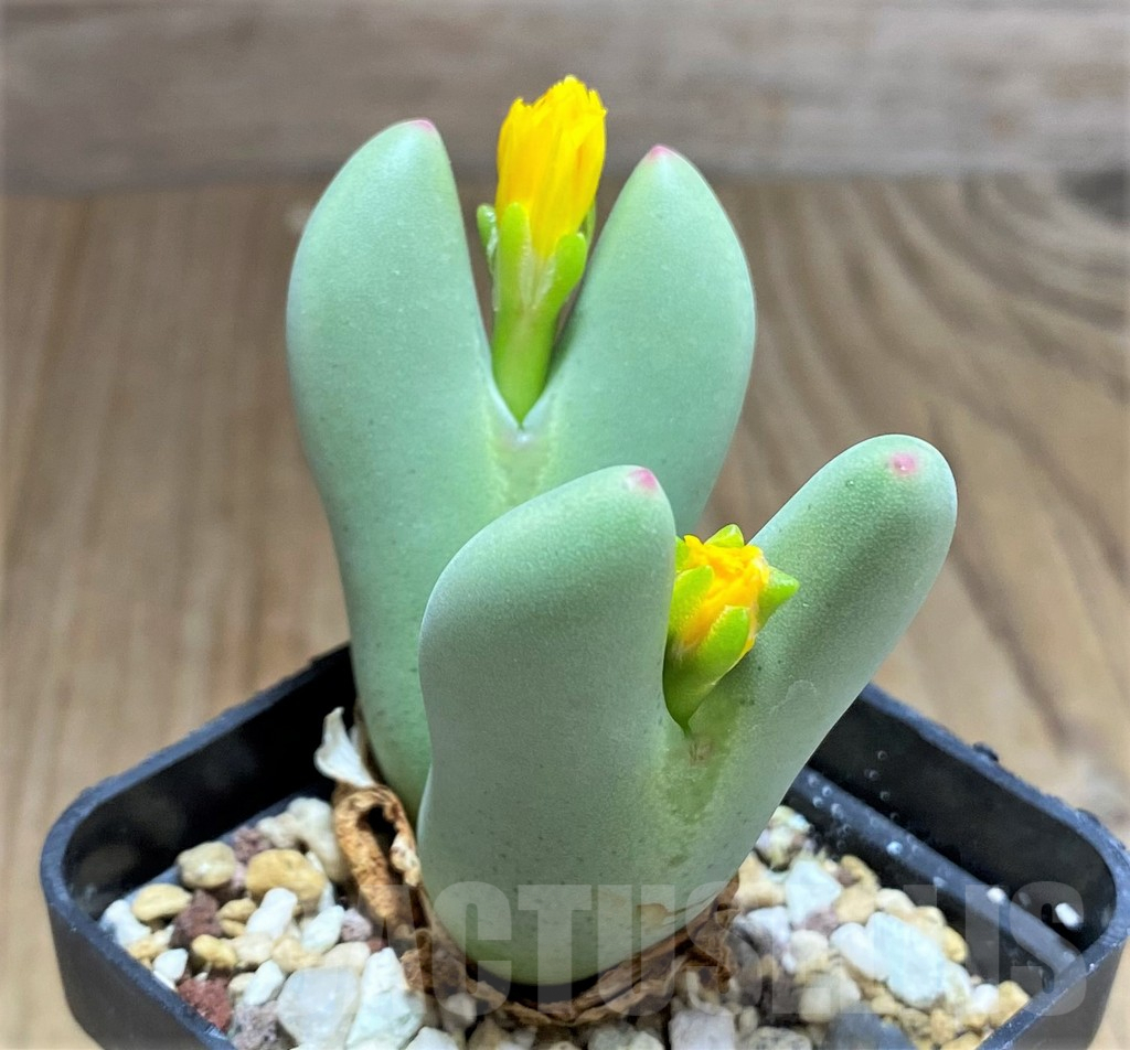 SHPR32102 Conophytum bilobum - Image 2