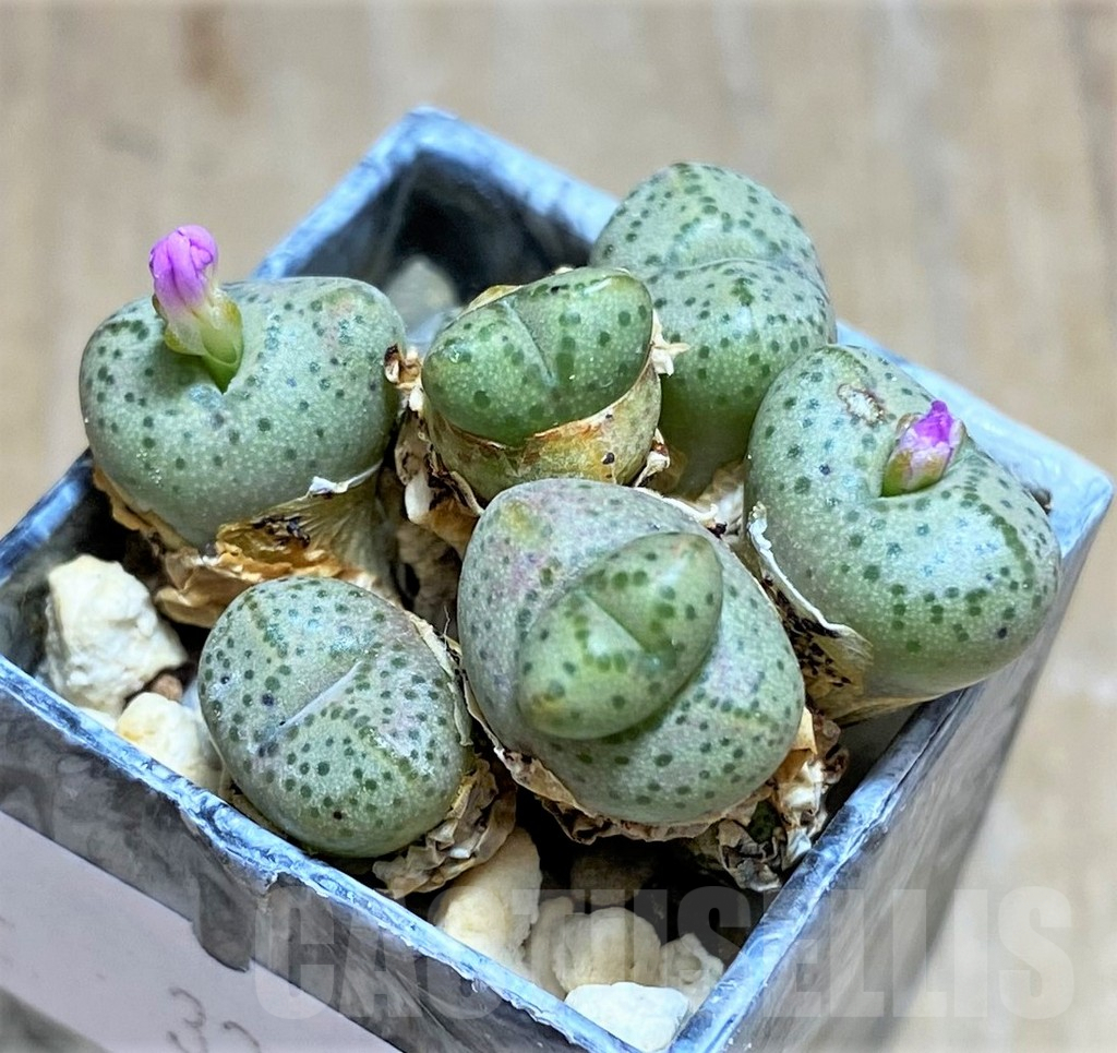 SHPR32103 Conophytum taylorianum