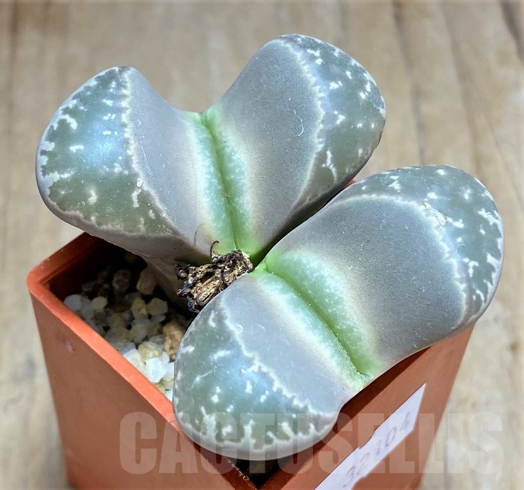 SHPR32104 Lithops naureeniae