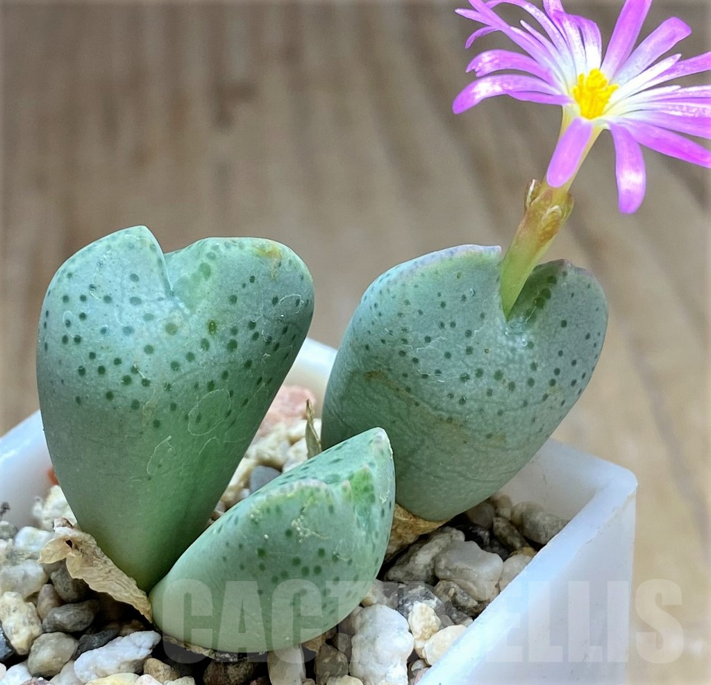 SHPR32105 Conophytum taylorianum ssp. ernianum LAV27669 - Image 2