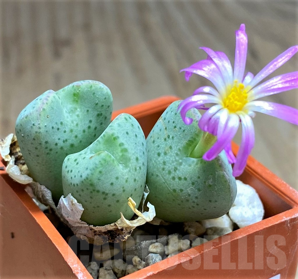 SHPR32106 Conophytum taylorianum ssp. ernianum LAV27669