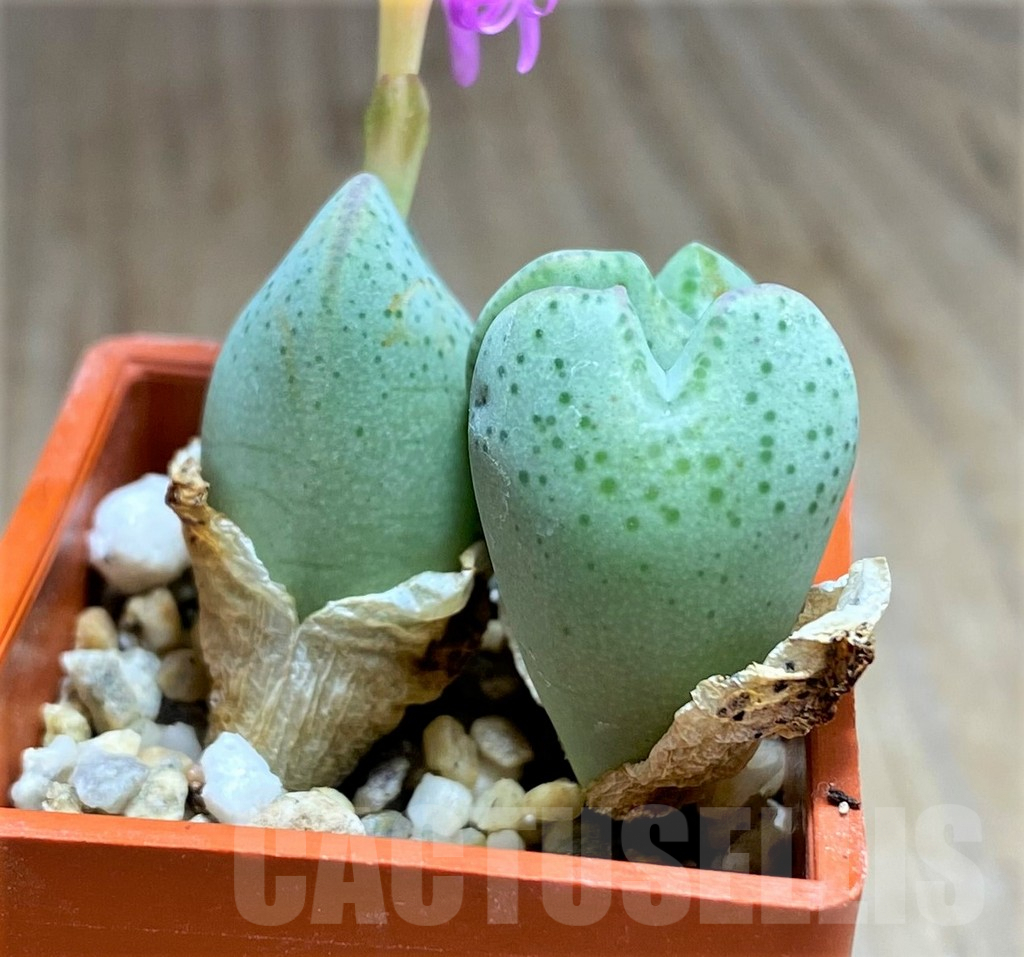SHPR32106 Conophytum taylorianum ssp. ernianum LAV27669 - Image 2