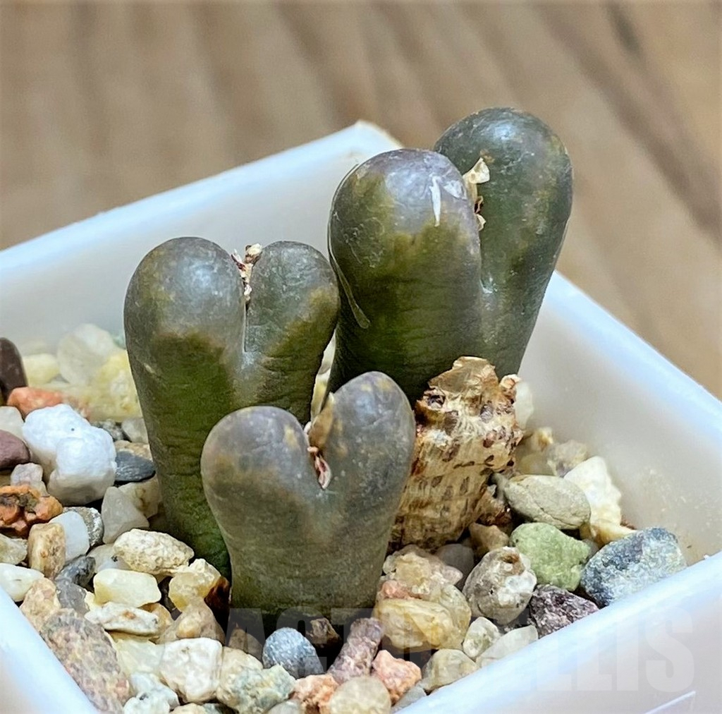 SHPR32108 Conophytum pellucidum - Image 2