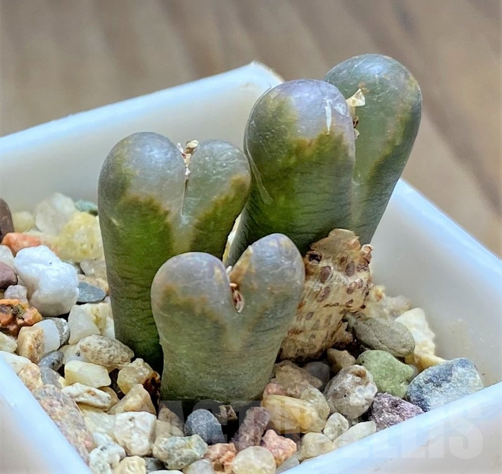 SHPR32108 Conophytum pellucidum
