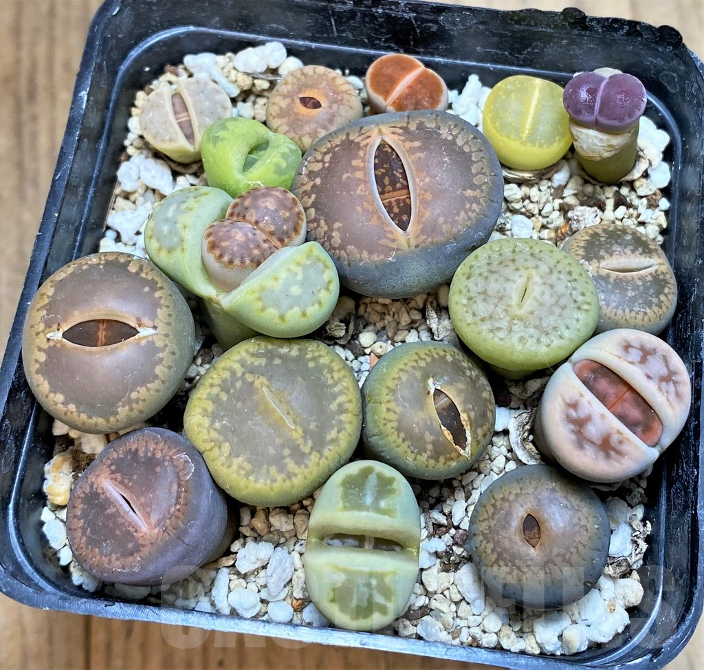 SH3723 Lithops mix - Зображення 2