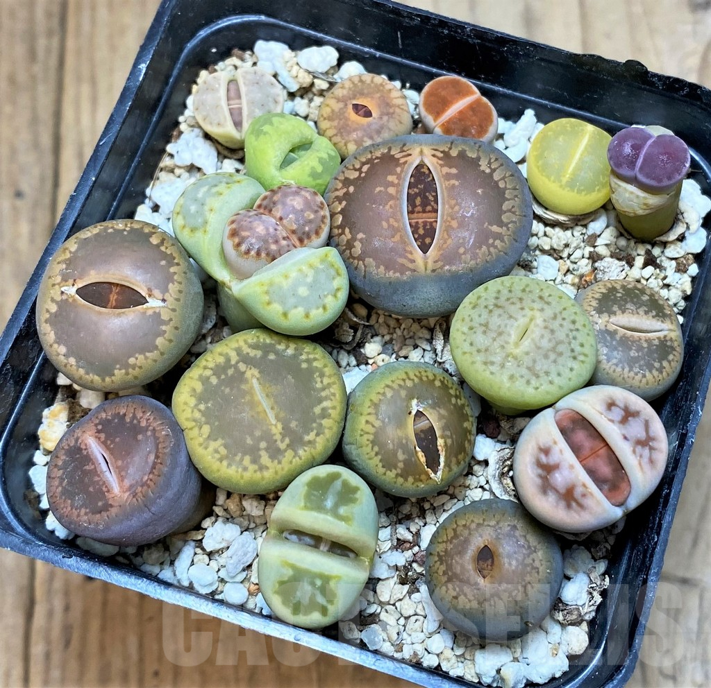 SH3723 Lithops mix