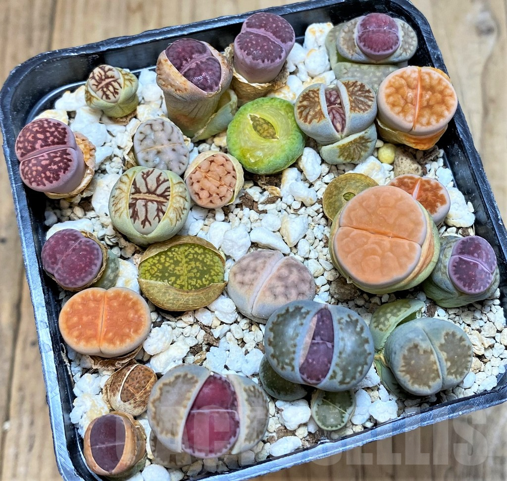 SH3728 Lithops mix - Obrázek 2