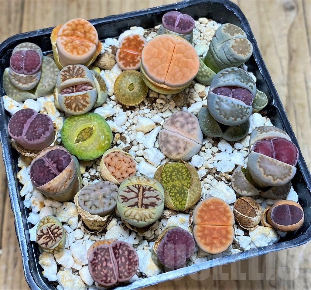 SH3728 Lithops mix