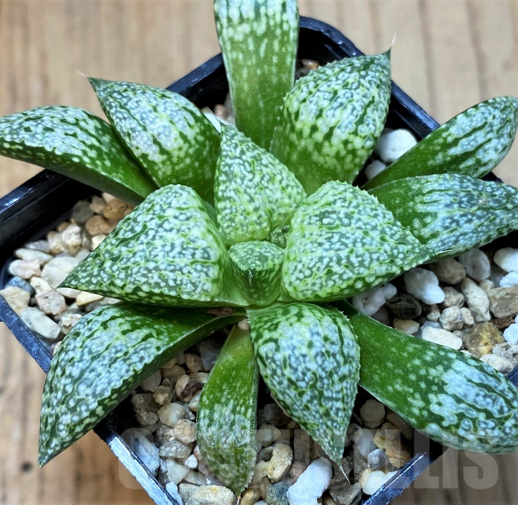 SH4006 Haworthia picta - Image 2