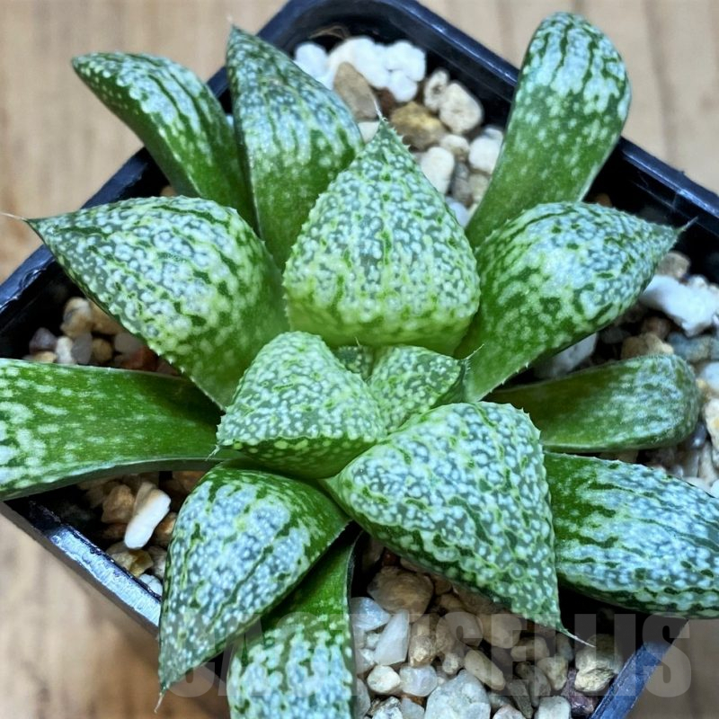 SH4006 Haworthia picta