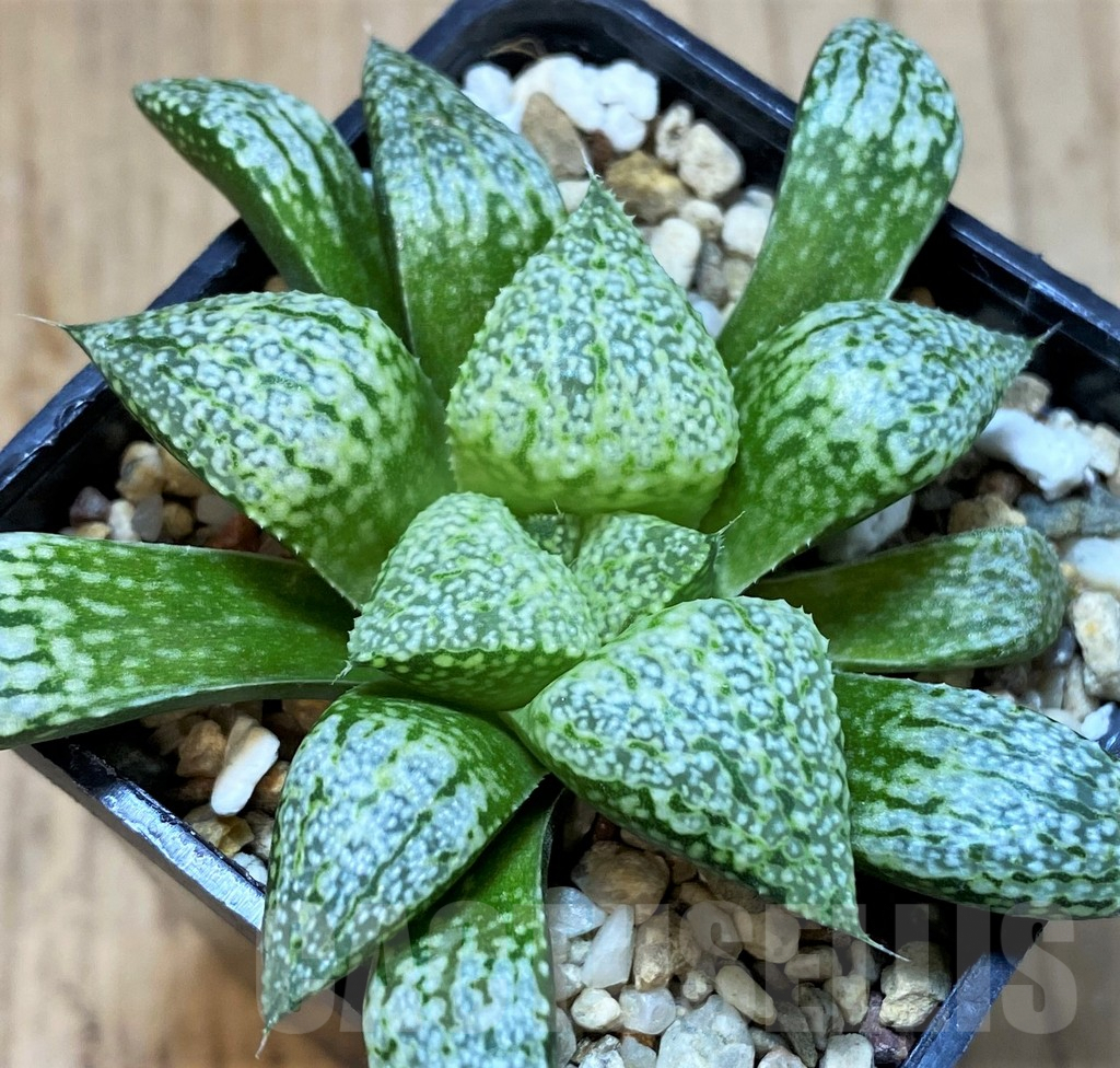 SH4006 Haworthia picta