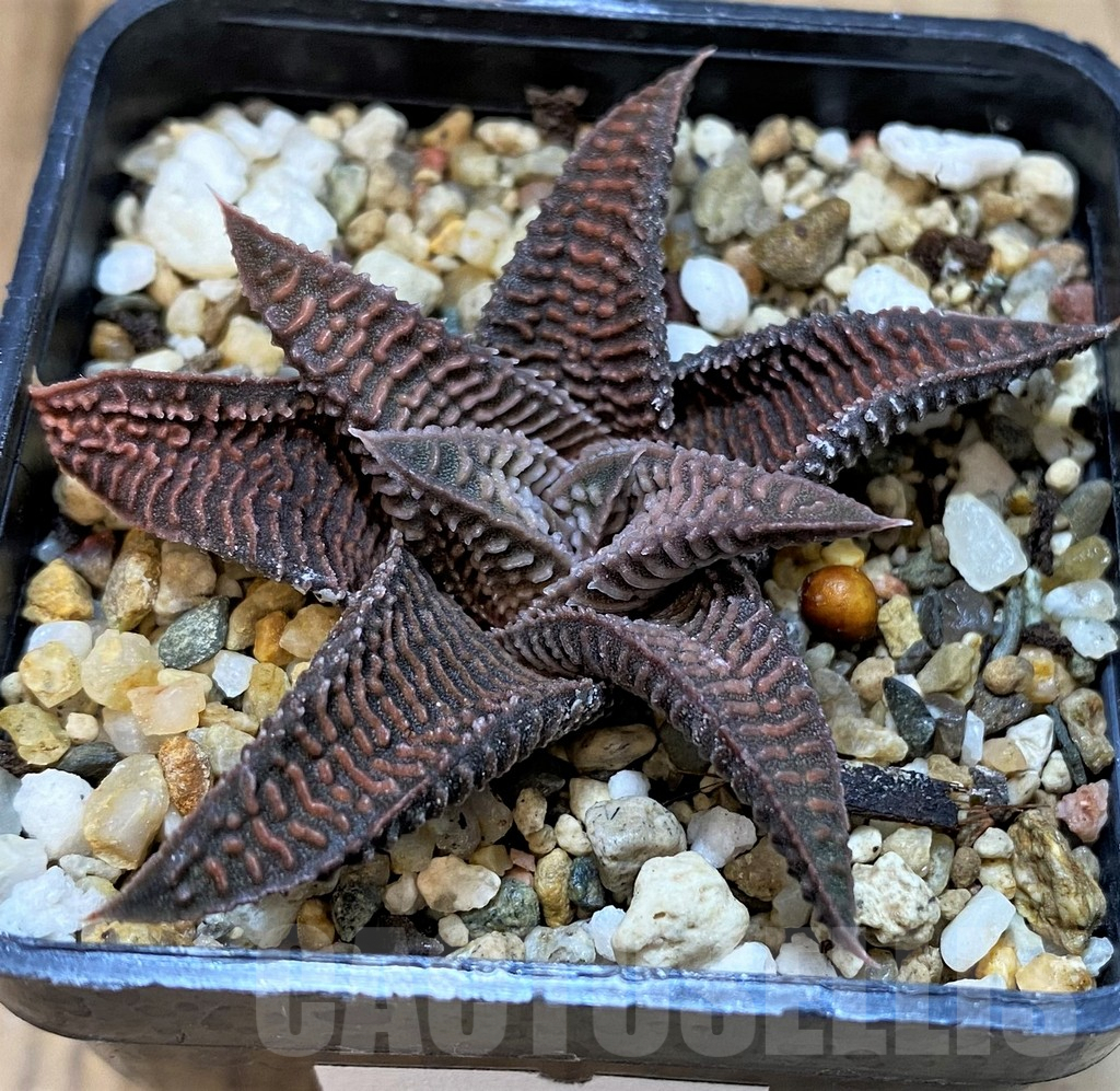 SH4007 Haworthia limifolia - Image 2