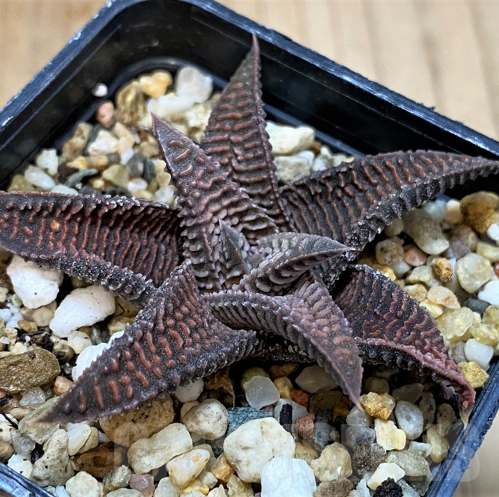 SH4007 Haworthia limifolia