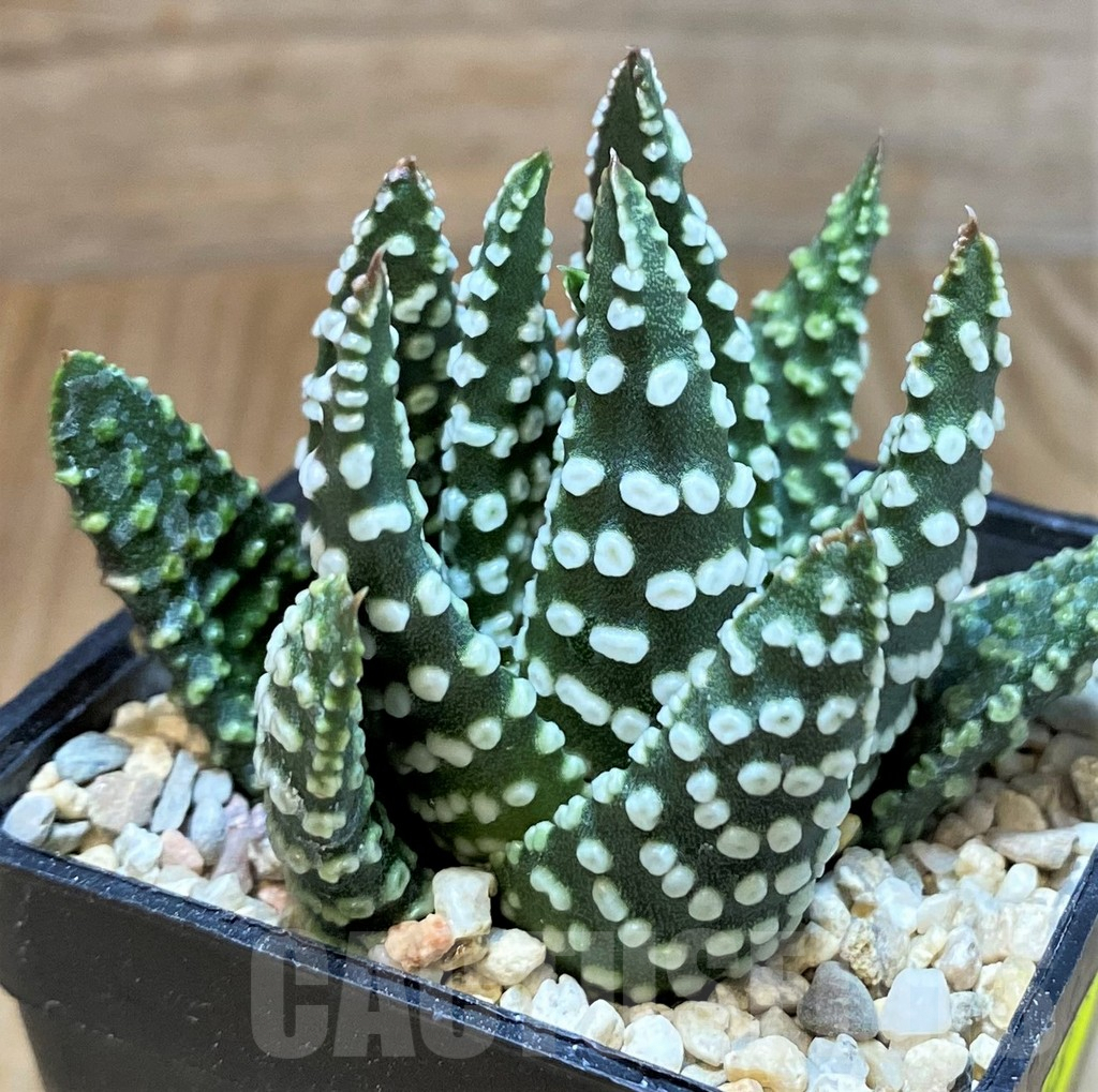 SH3388 Haworthia pumila SH select G268