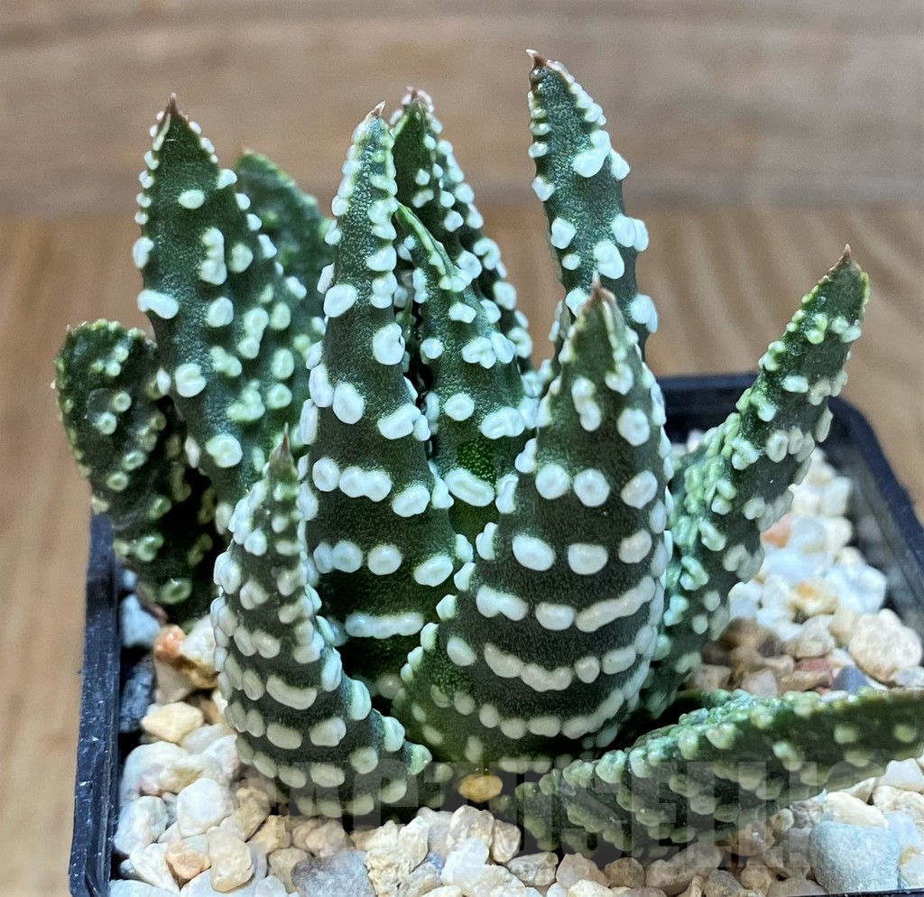 SH3388 Haworthia pumila SH select G268 - Image 3
