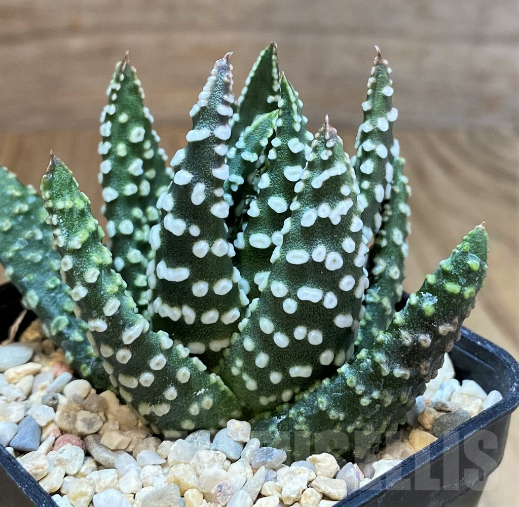 SH3388 Haworthia pumila SH select G268 - Image 2