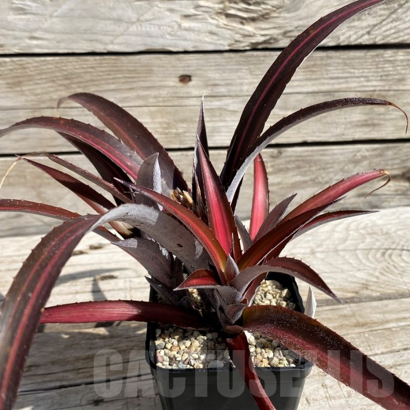 SH5627 Biltanthus 'Red Burst'