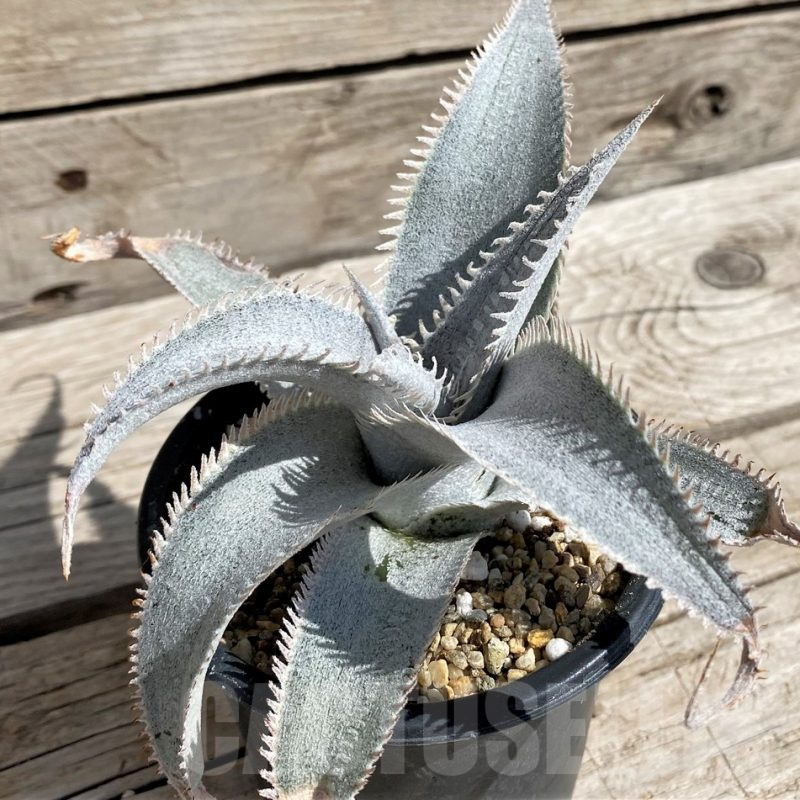 SH5628 Dyckia marnier-lapostollei ‘Pink Spine’