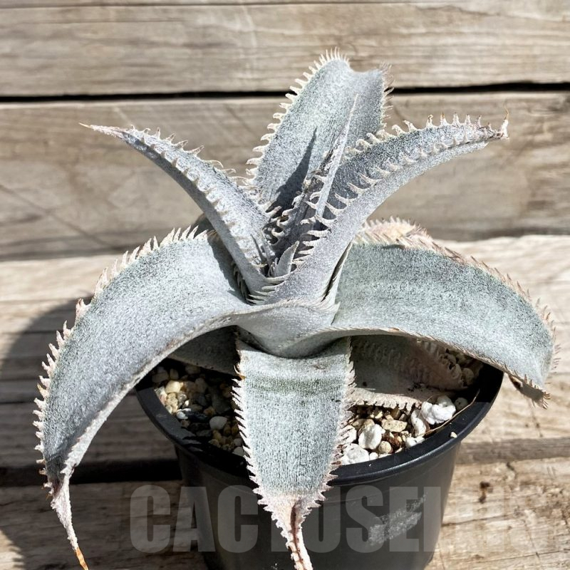 SH5629 Dyckia marnier-lapostollei ‘Pink Spine’