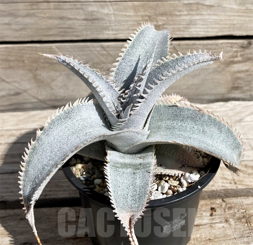 SH5629 Dyckia marnier-lapostollei ‘Pink Spine’