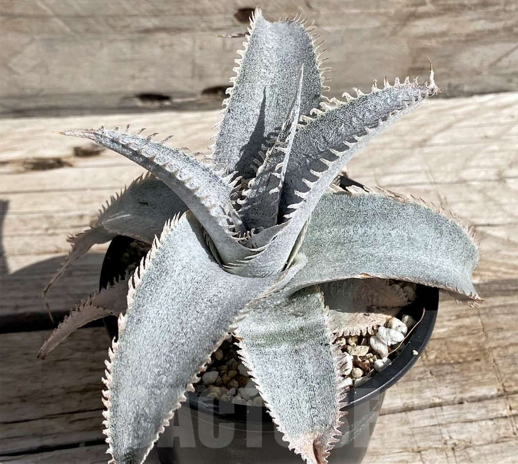 SH5629 Dyckia marnier-lapostollei ‘Pink Spine’ - Image 3