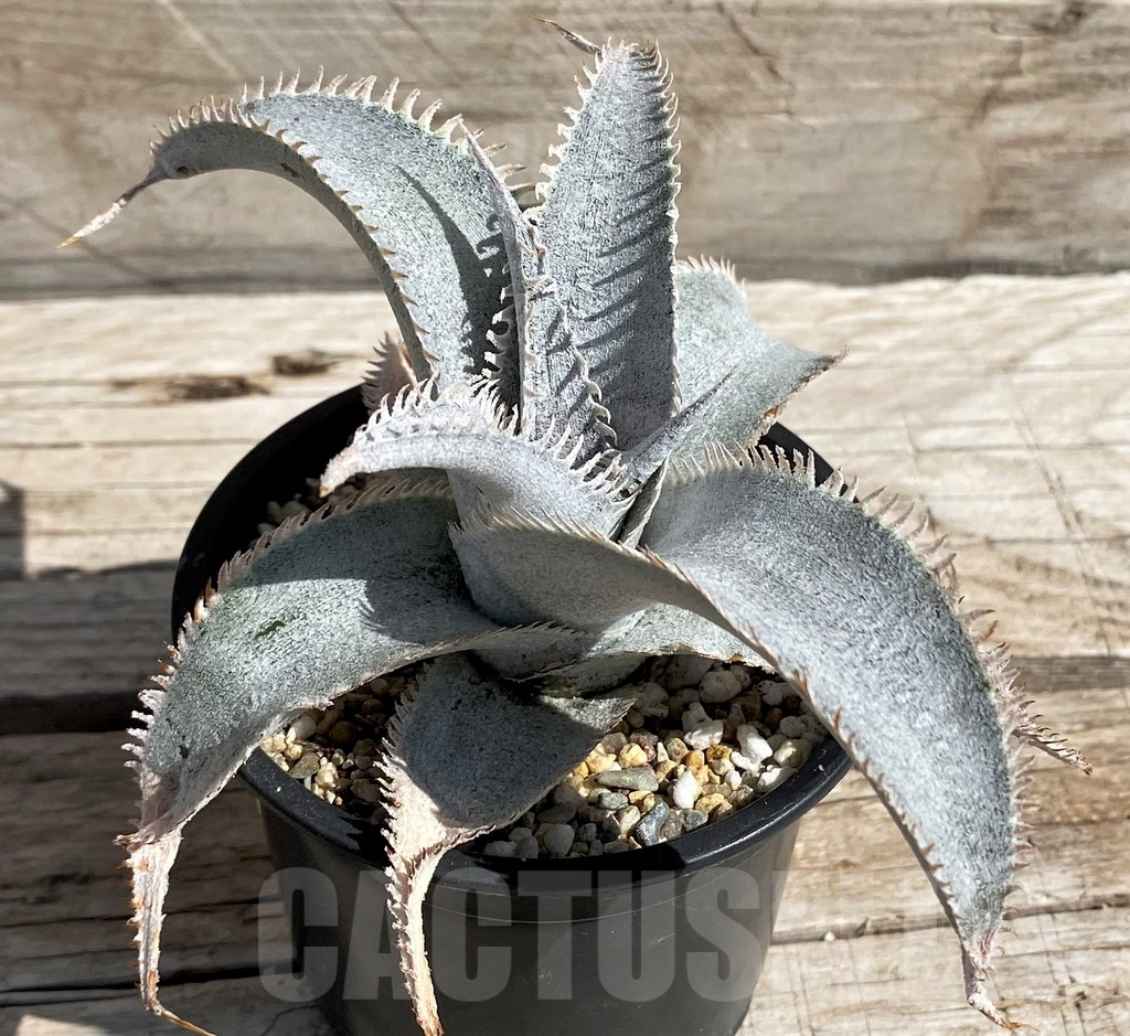 SH5629 Dyckia marnier-lapostollei ‘Pink Spine’ - Image 2