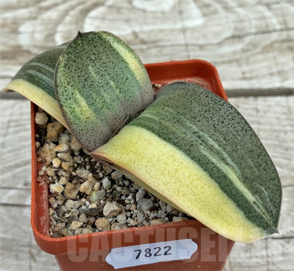 SH7822 Gasteria hybrid f. variegata, seedling