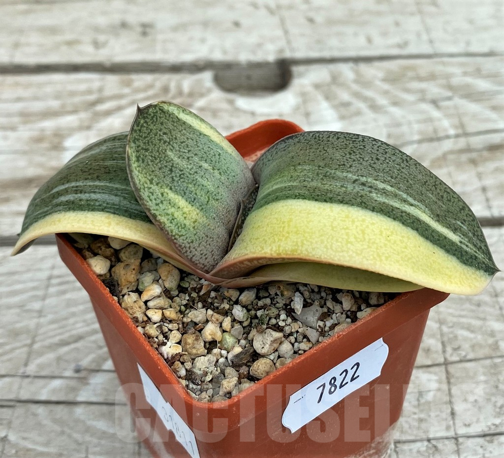 SH7822 Gasteria hybrid f. variegata, seedling - Image 2