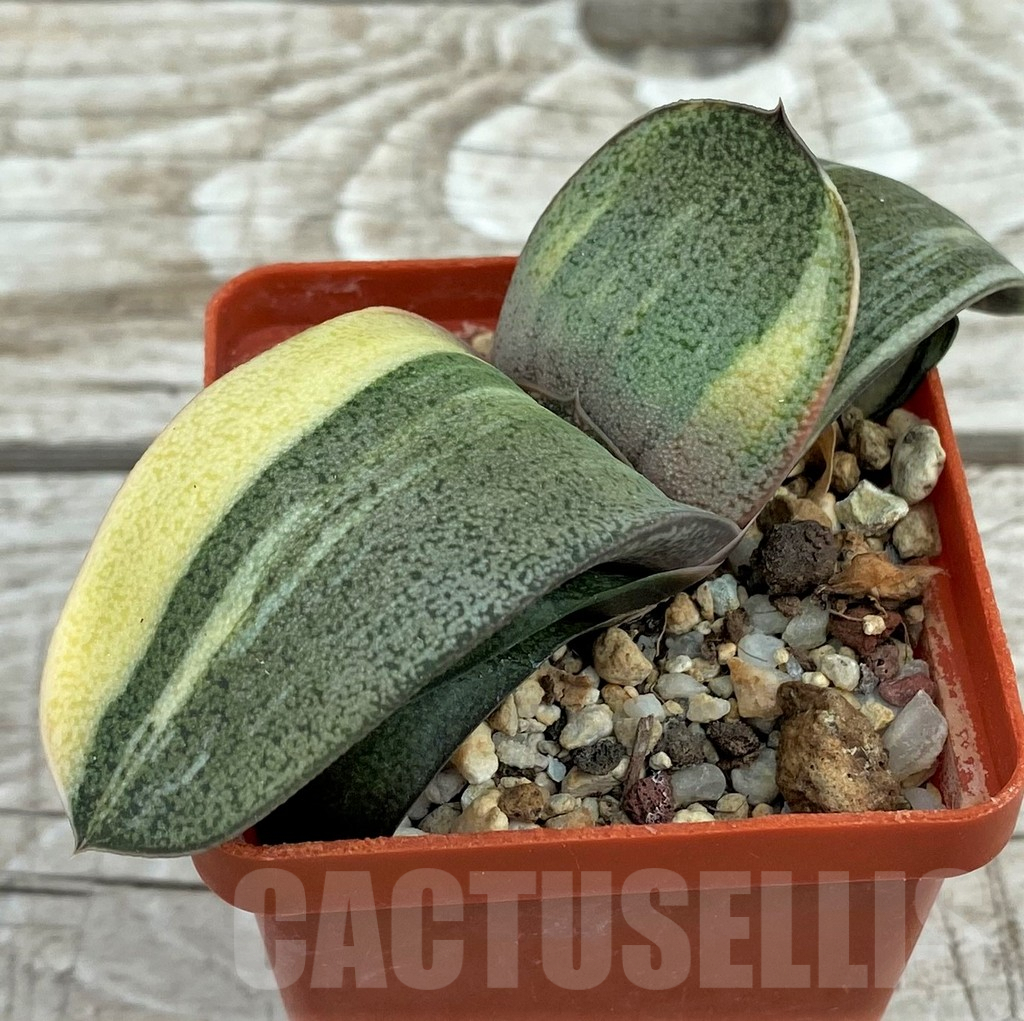 SH7822 Gasteria hybrid f. variegata, seedling - Image 3