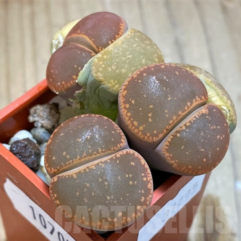 SH10705 Lithops aucampiae SH1748