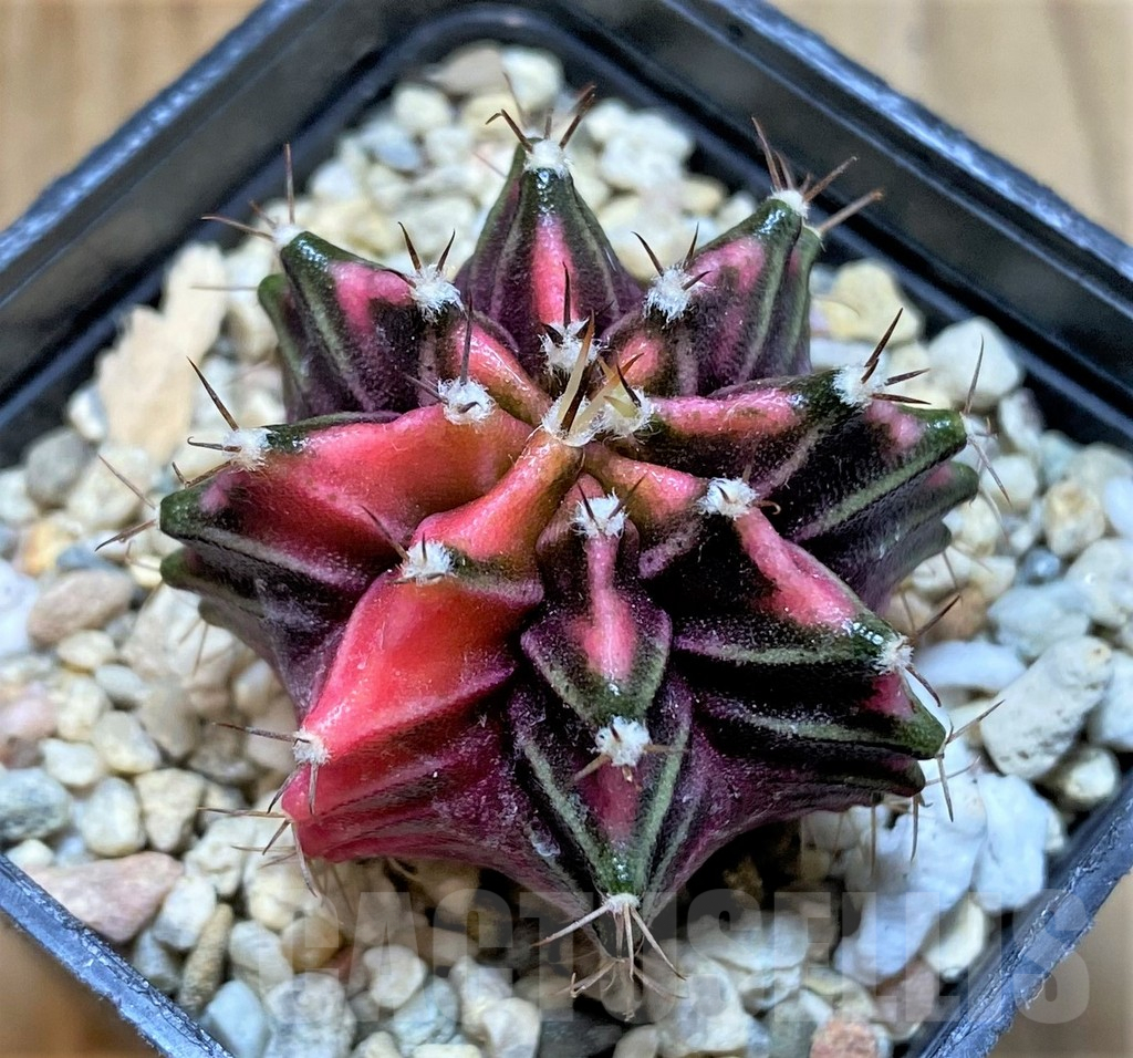 SHPR33031 Gymnocalycium mihanovichii f. variegata, seedling