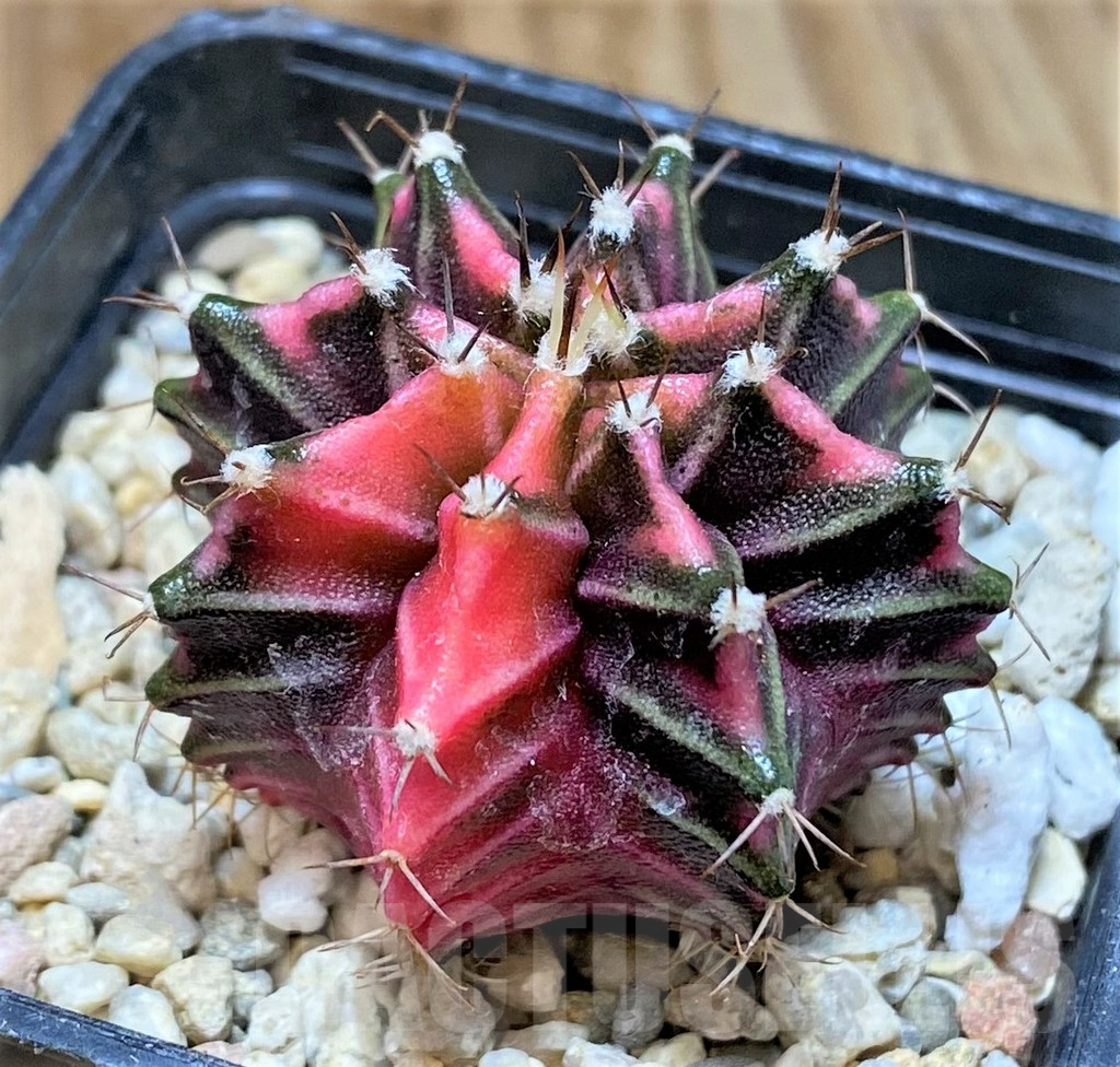 SHPR33031 Gymnocalycium mihanovichii f. variegata, seedling - Imagen 2