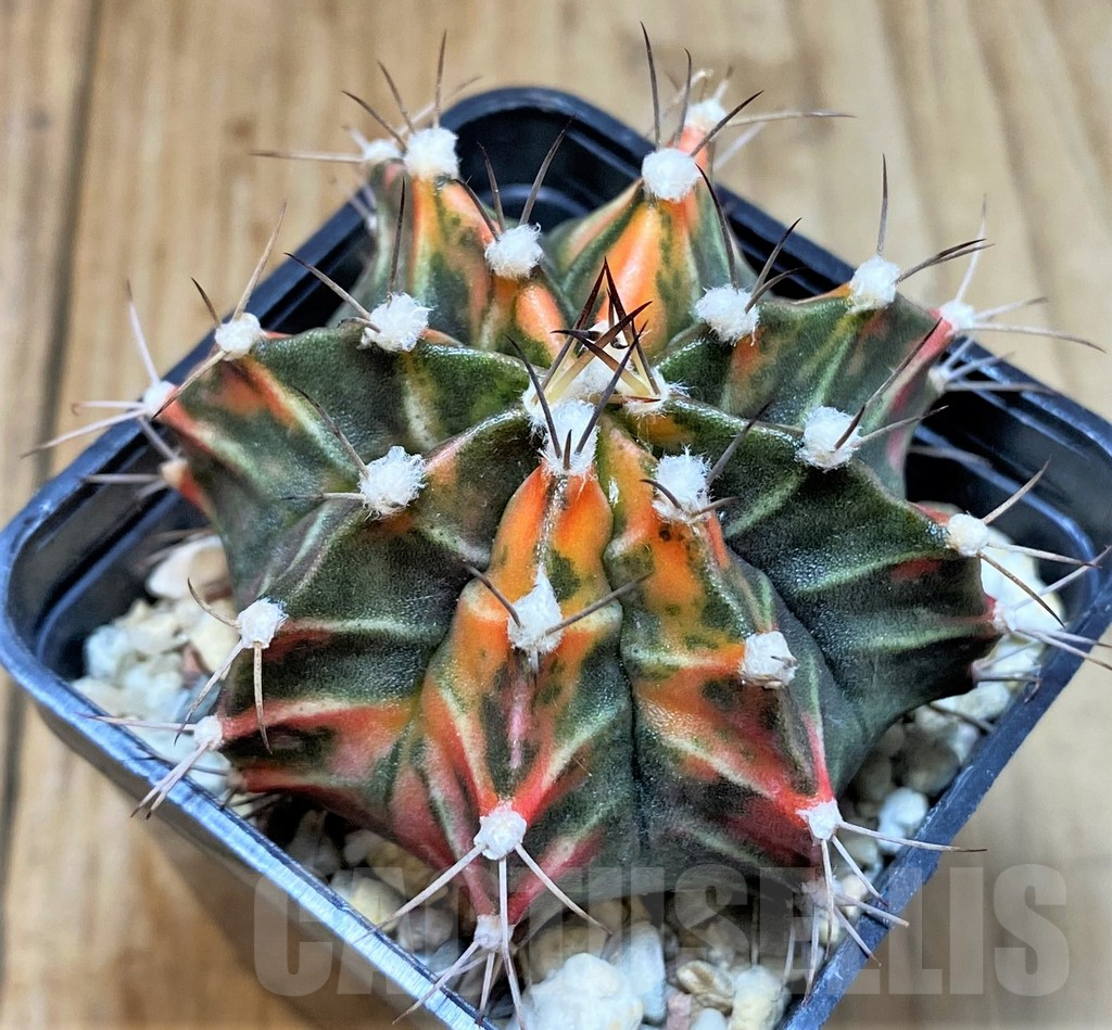 SHPR32438 Gymnocalycium mihanovichii f. variegata, seedling