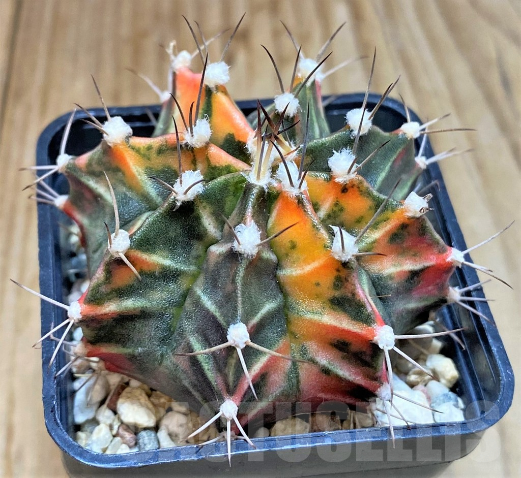 SHPR32438 Gymnocalycium mihanovichii f. variegata, seedling - Image 2