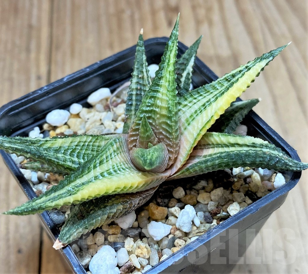 SHPR32084 Haworthia limifolia f.variegata