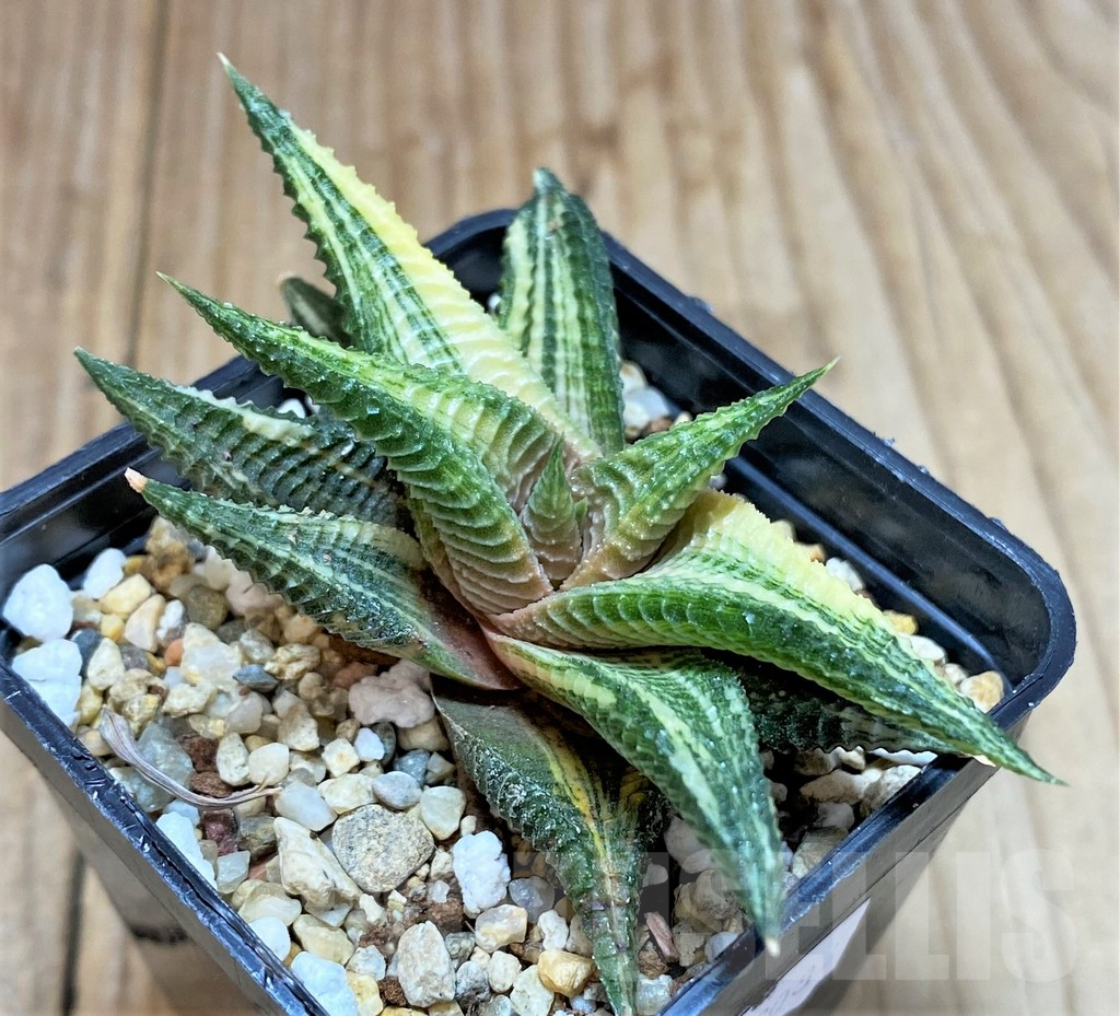SHPR32084 Haworthia limifolia f.variegata - Imagen 2