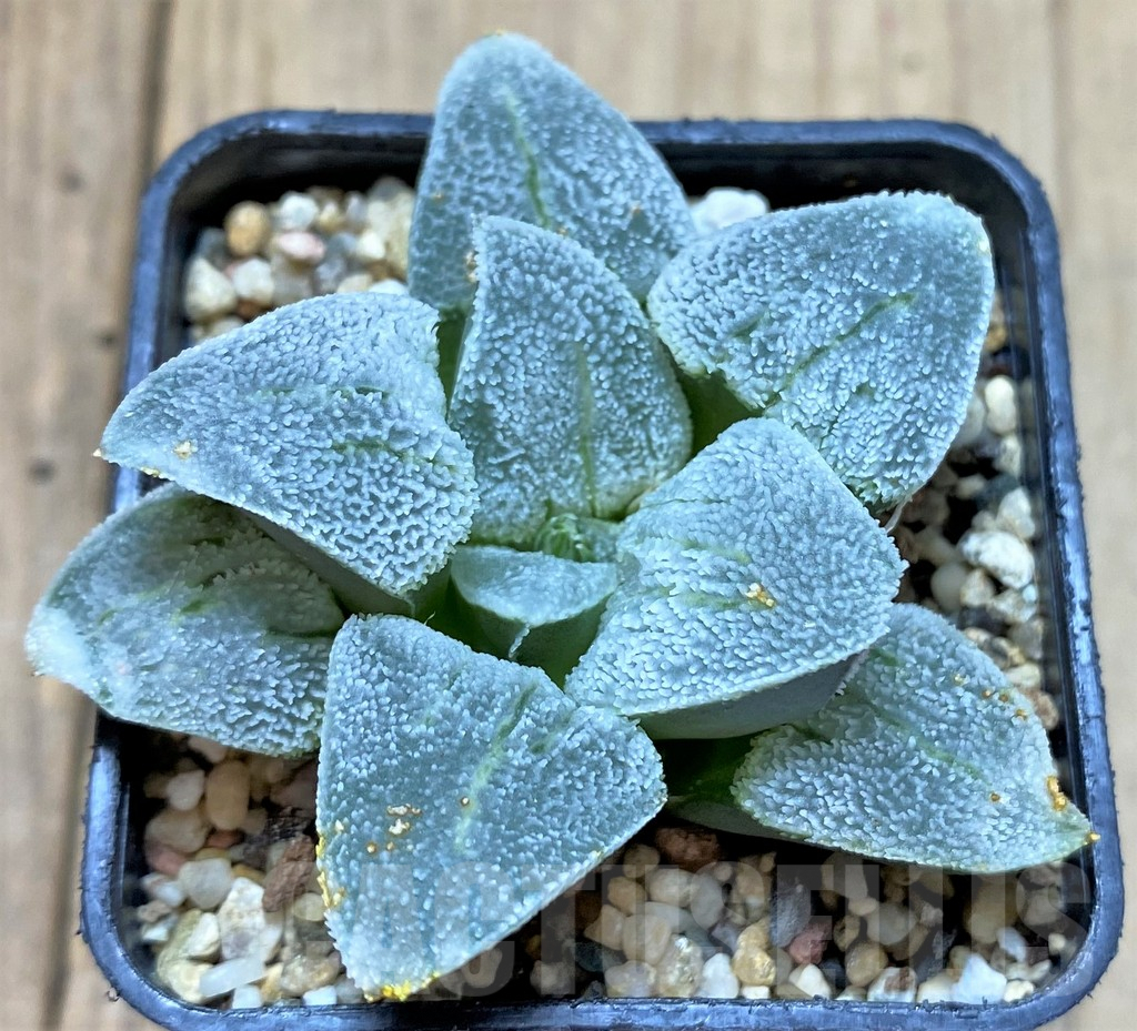 SHPR32177 Haworthia pygmaea 'Silver Railway'