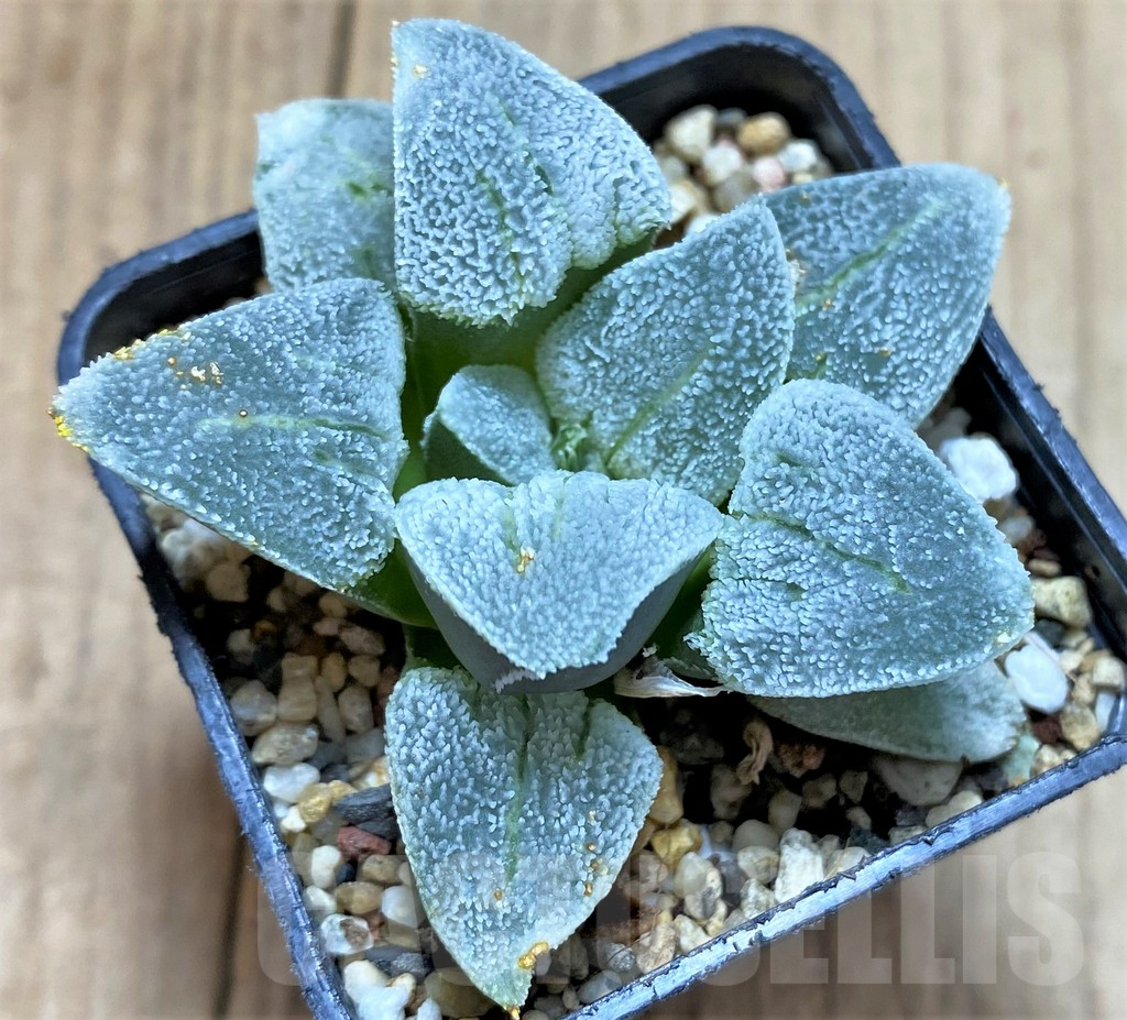 SHPR32177 Haworthia pygmaea 'Silver Railway' - 画像 (2)
