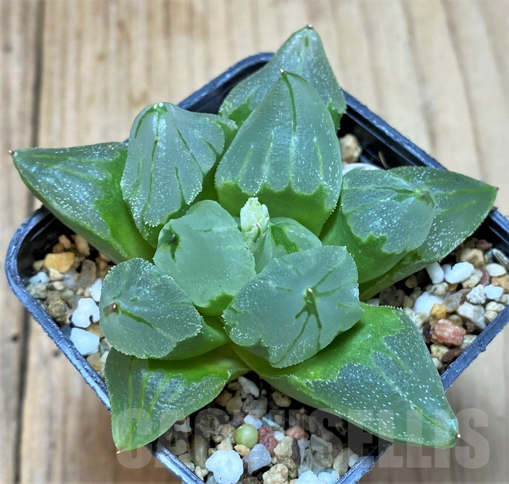 SHPR32178 Haworthia pygmaea 'Ice City' - Image 2
