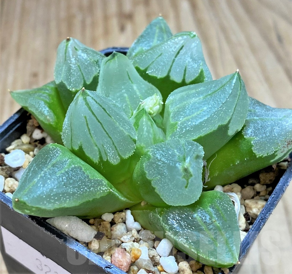 SHPR32178 Haworthia pygmaea 'Ice City'