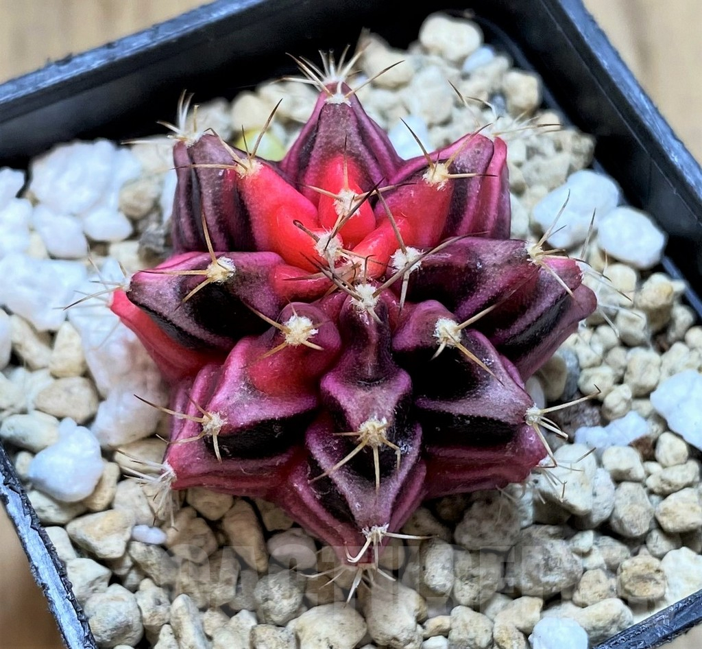 SHPR33030 Gymnocalycium mihanovichii f. variegata, seedling - Image 2