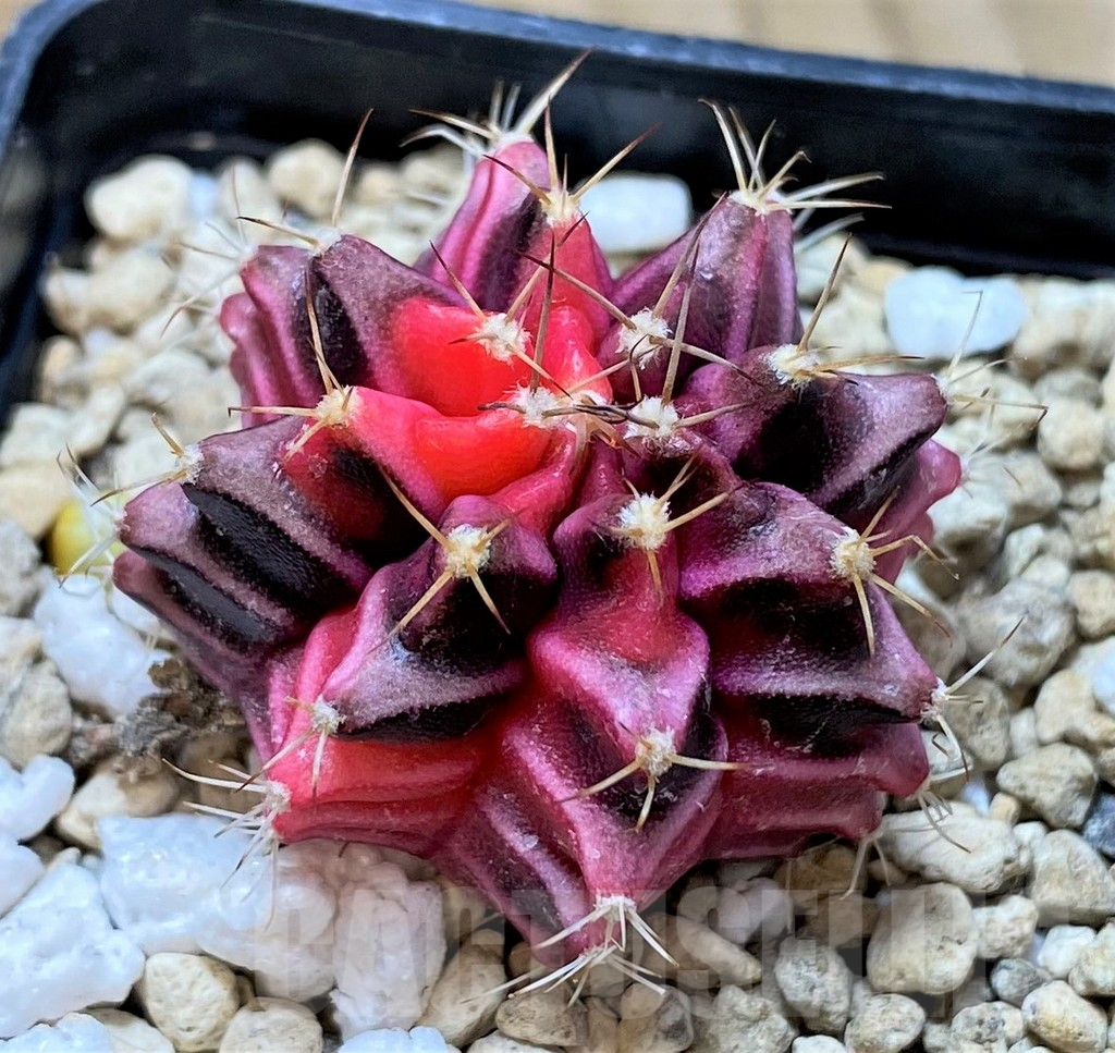 SHPR33030 Gymnocalycium mihanovichii f. variegata, seedling