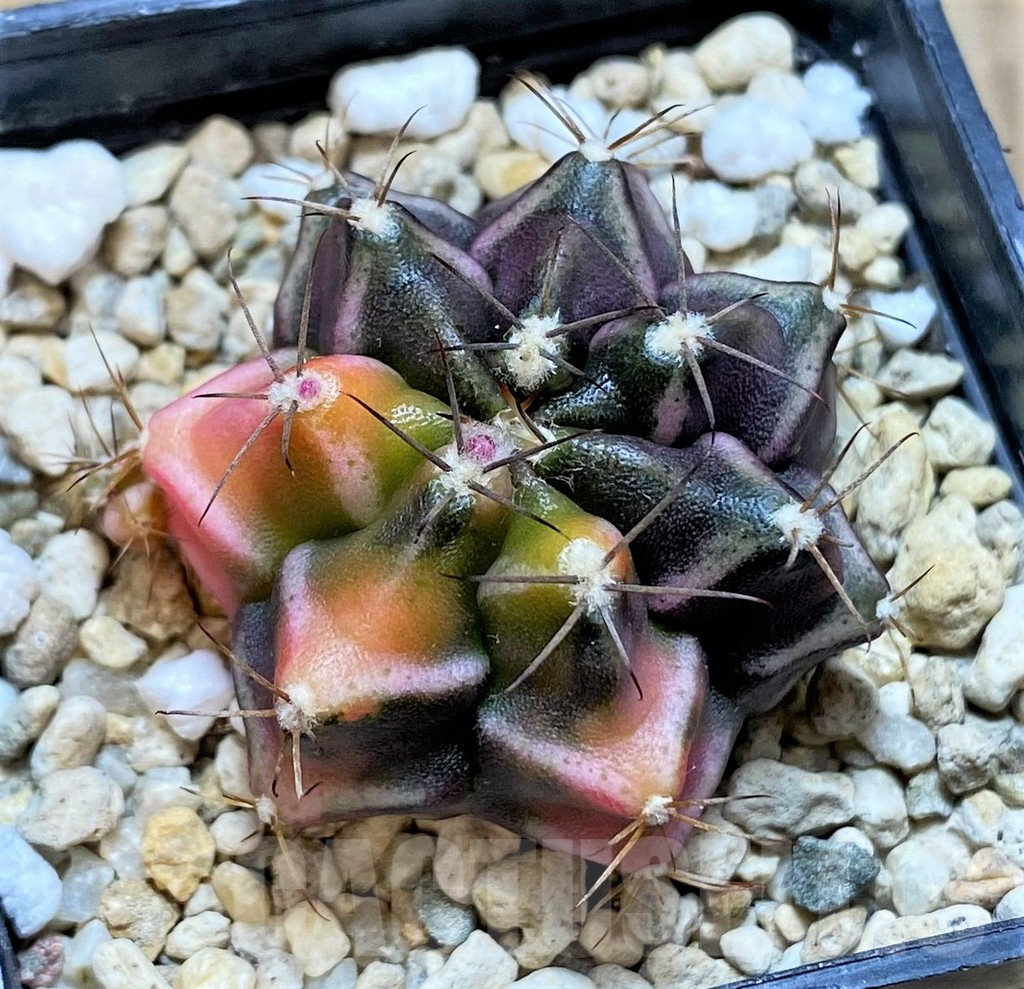 SHPR32212 Gymnocalycium mihanovichii ‘Bear beer’