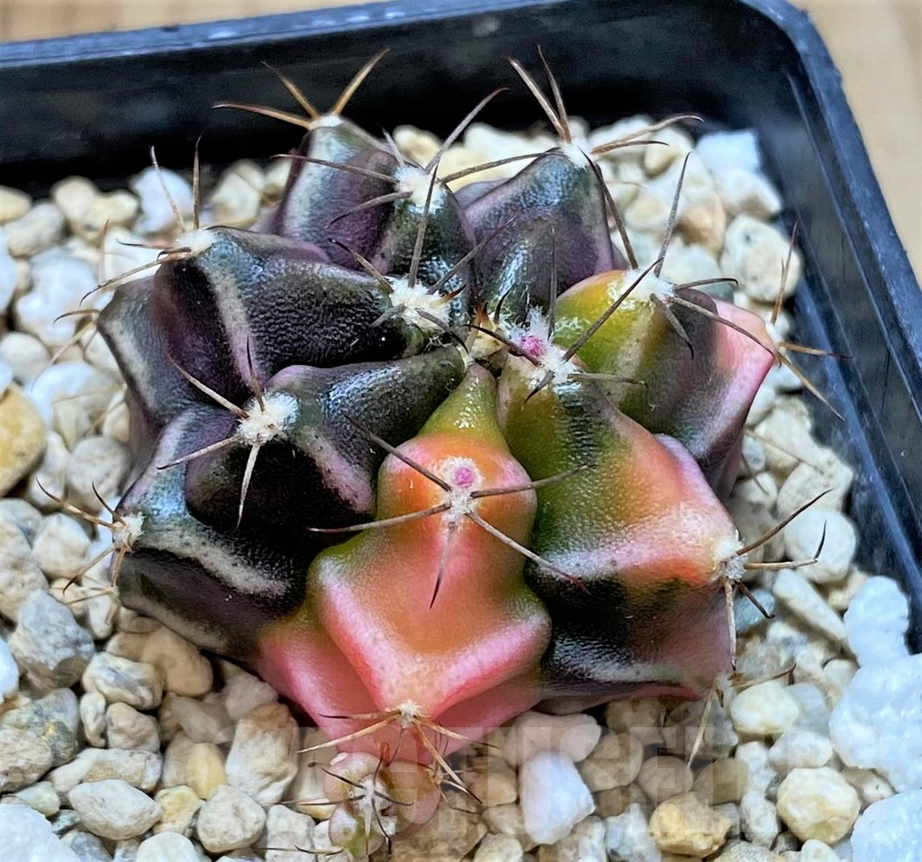 SHPR32212 Gymnocalycium mihanovichii ‘Bear beer’ - Imagen 2