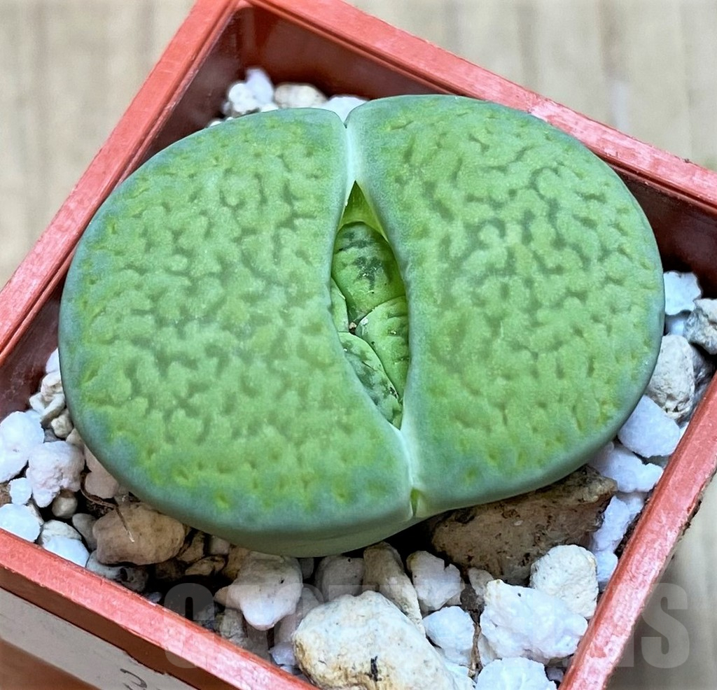 SHPR32596 Lithops hookeri ' Anna Rosa'
