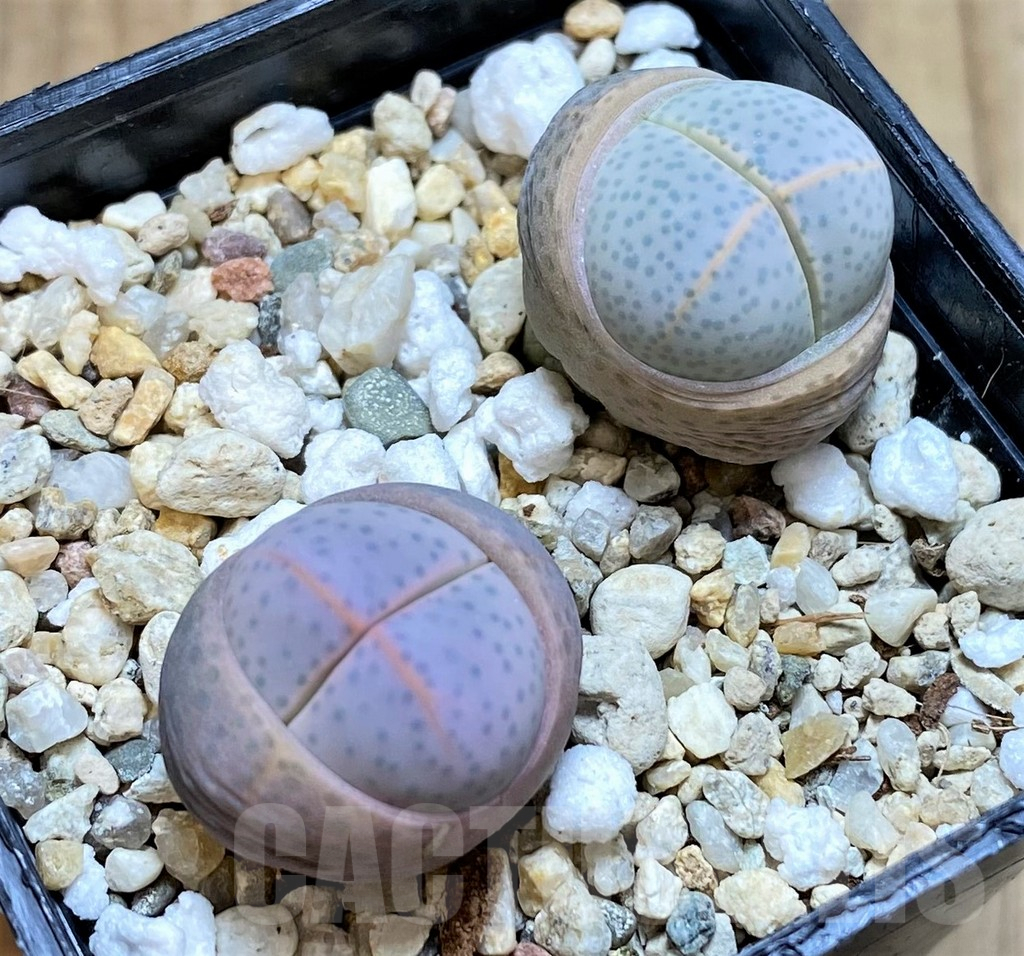 SHPR31871 Dinteranthus wilmotianus -Geelkop-, 2 plants - immagine 2